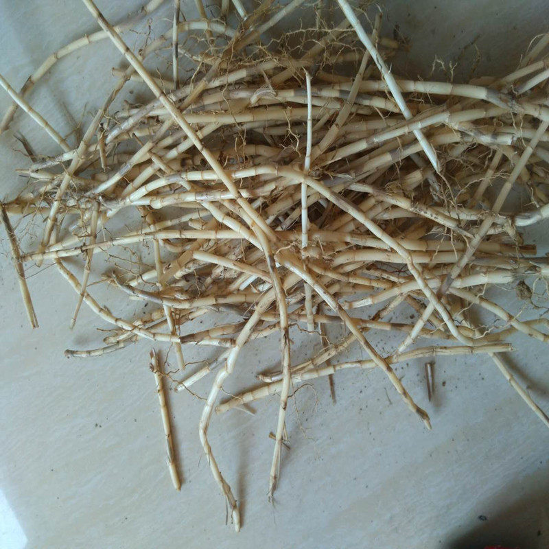 草根新货干毛白茅根新鲜甜草干品茶水中药材500g其他药食同源食品