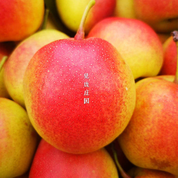 见鹿庄园高原云南南红酸甜火把梨酥梨子7斤梨