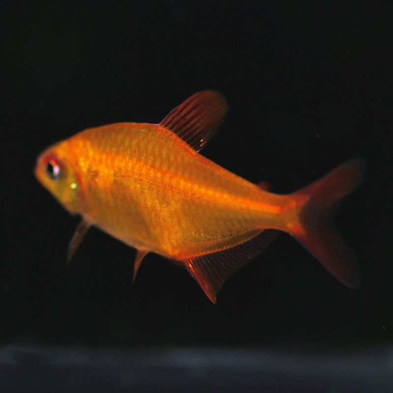 南美金氏兄弟美灯野生甜心柠檬鱼群游脂进口鱼