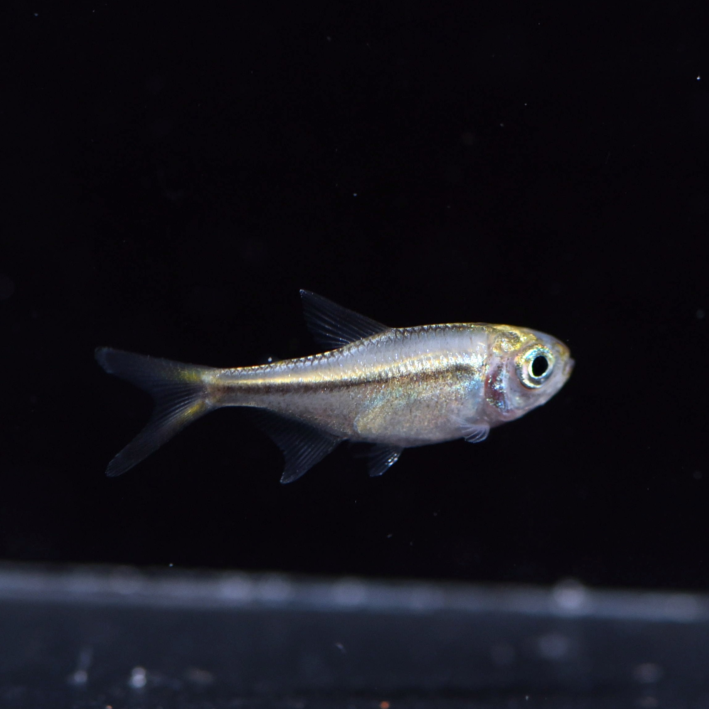 金氏兄弟南美美灯f1红月可卡小型高端淡水鱼鱼