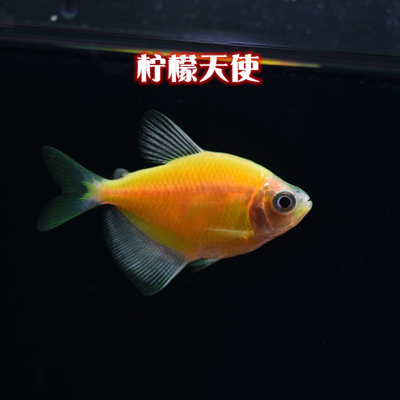 柠檬天使鱼心灯鱼草缸群青苹果天使小型热带淡水鱼