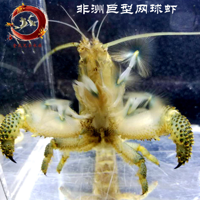 网球巨型活体非洲观赏宠物木纹虾