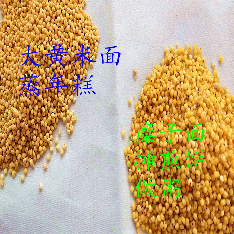 糜子大黄粘糕三斤面粥煎饼米面油炸年糕茶黍面粉