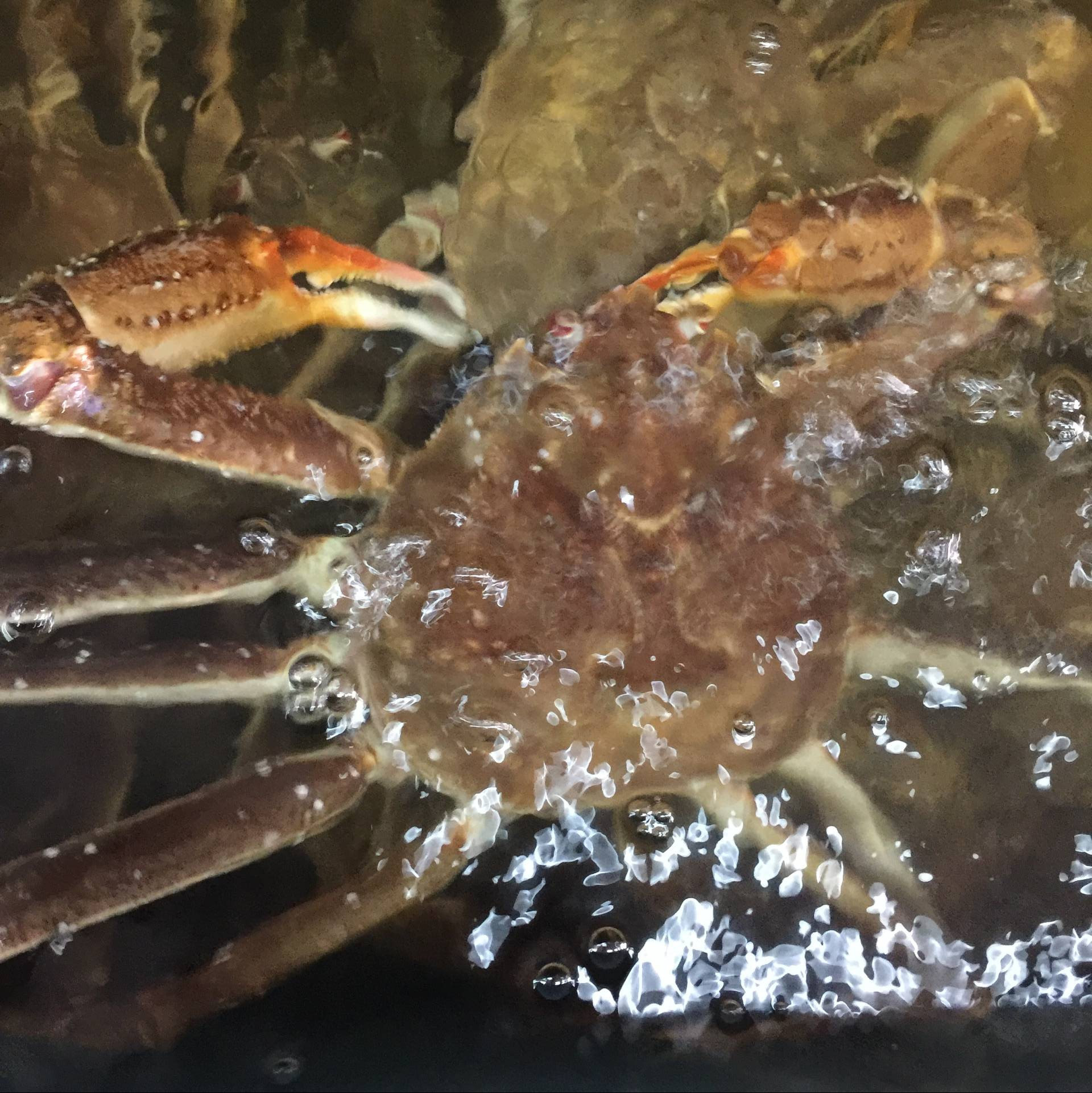 上海俄罗斯野生雪蟹松叶鲜活长脚籽蟹蜘蛛帝王蟹