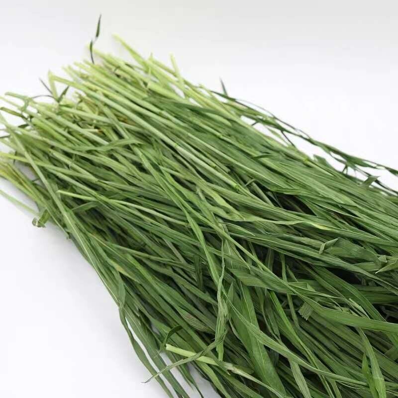 2022烘干小麦草兔子干草龙猫荷兰牧草饲料帮助兔兔干草