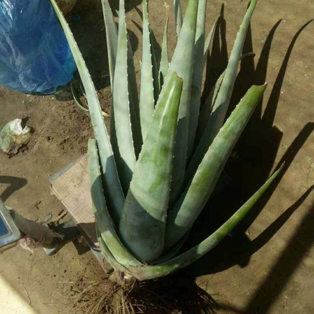 美国库拉索芦荟美容院芦荟灌肤专用盆栽食用新鲜芦荟植物吸甲醛