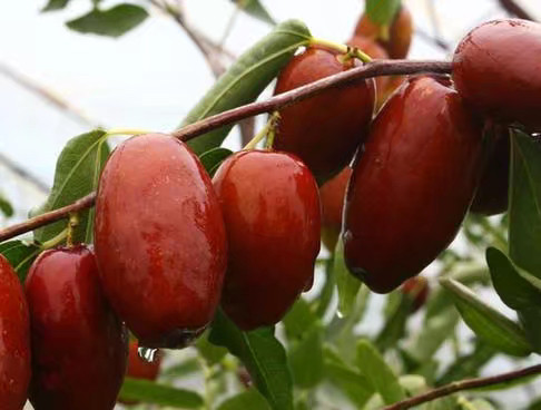 新疆鲜枣灰枣新鲜红枣甜枣冬枣大枣孕妇水果枣