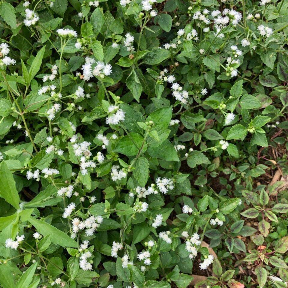 优质新品白花臭草干品500g包邮胜红蓟臭垆草毛其它干货