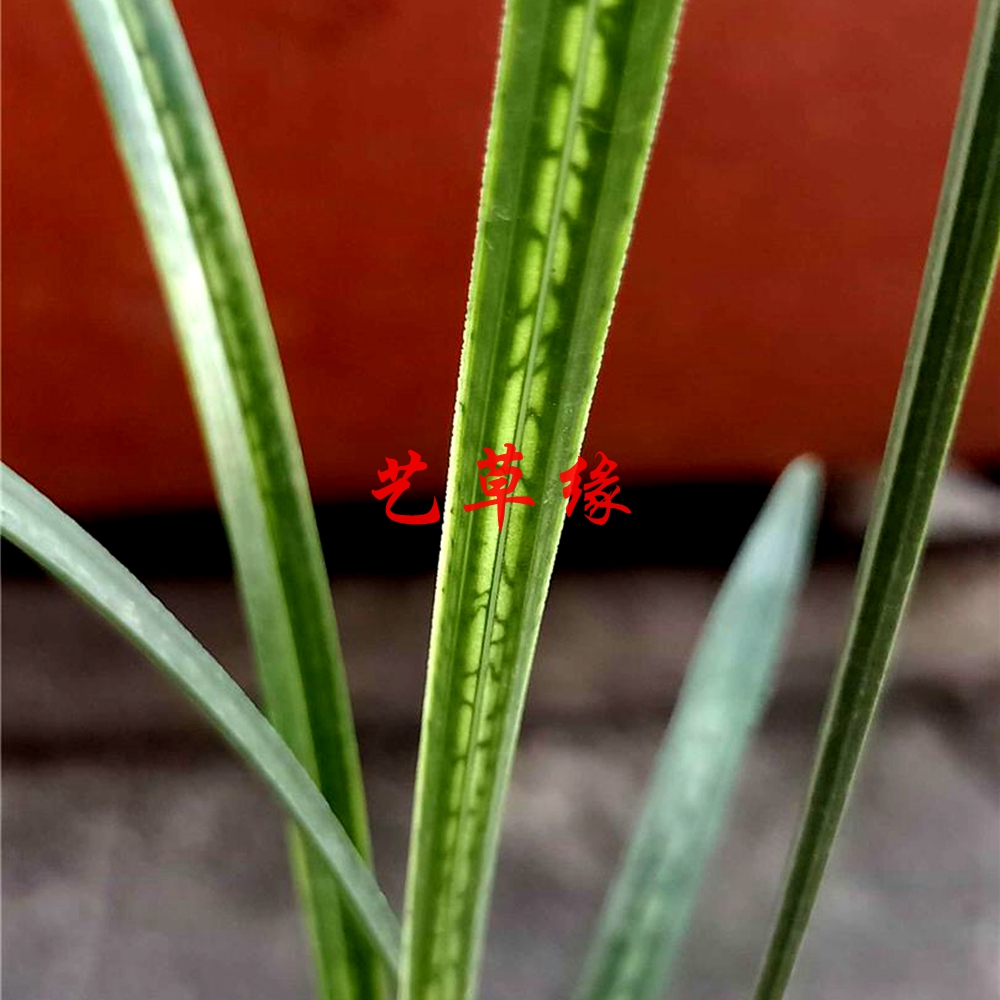 兰花花苗春剑原生进化斑艺浓香鲜花花卉盆栽时令草本花卉