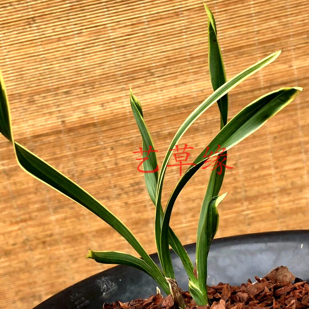 兰花花苗春兰老种鹅头水晶浓香鲜花花卉盆栽时令草本花卉