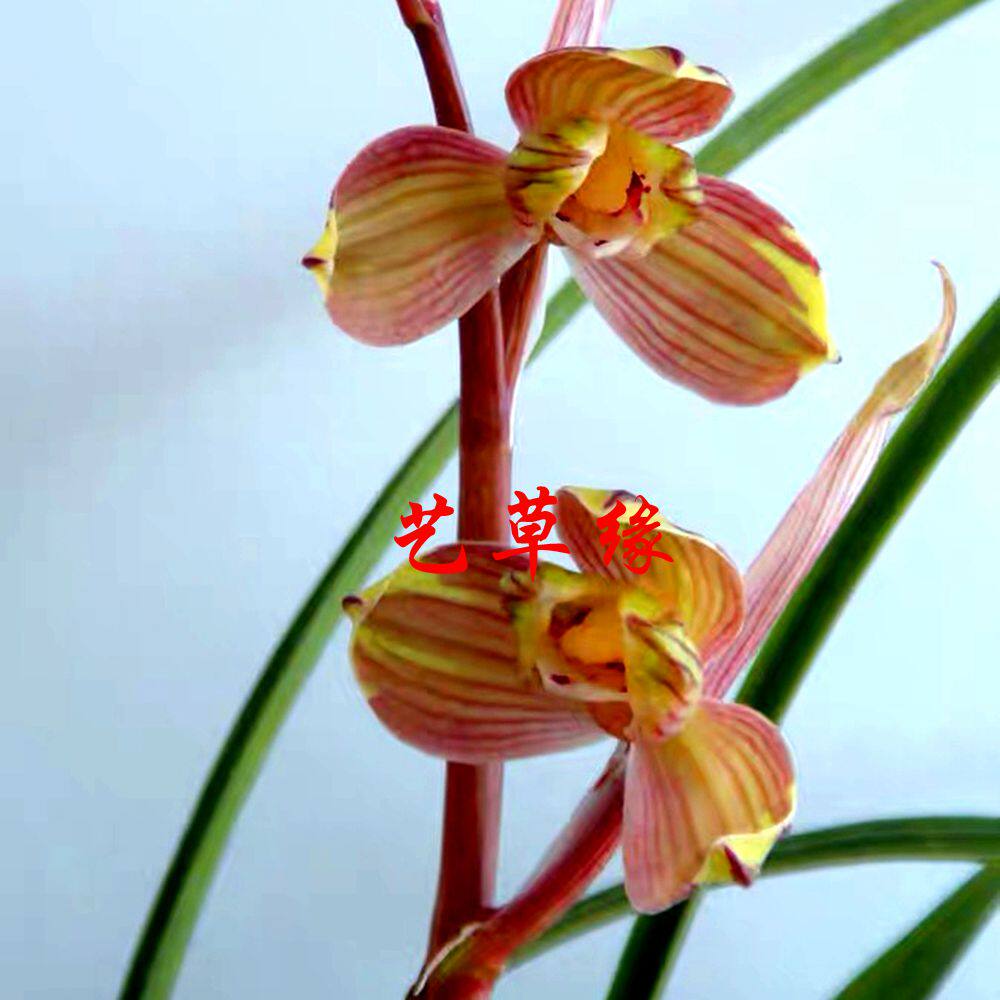 兰花花苗春剑梅瓣精彩彩梅浓香鲜花花卉盆栽时令草本花卉