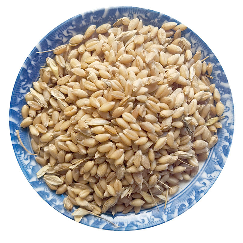 小麦麦粒粮食带皮散装麦子食用五谷东北农家其它粮食