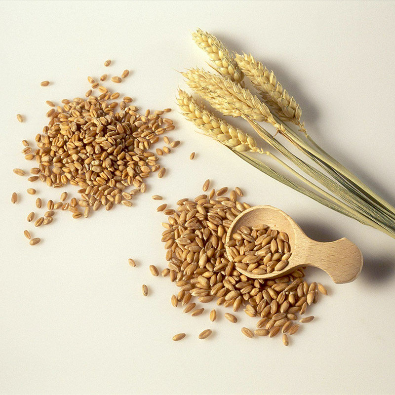 小麦麦粒粮食带皮散装麦子食用五谷东北农家其它粮食