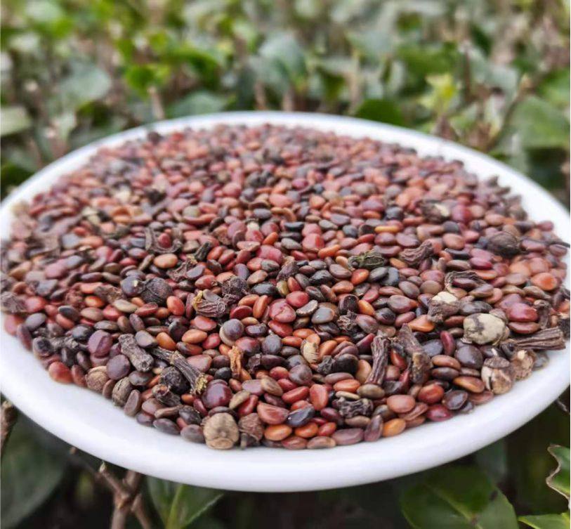 枳椇拐枣500g泡茶解酒可打粉葛根枳具茶无药材其他药食同源食品