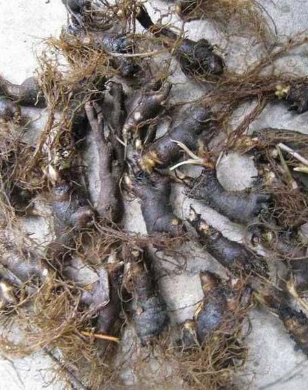 天葵千年老鼠屎紫背天野生500g包邮可代打粉磨传统滋补品其他