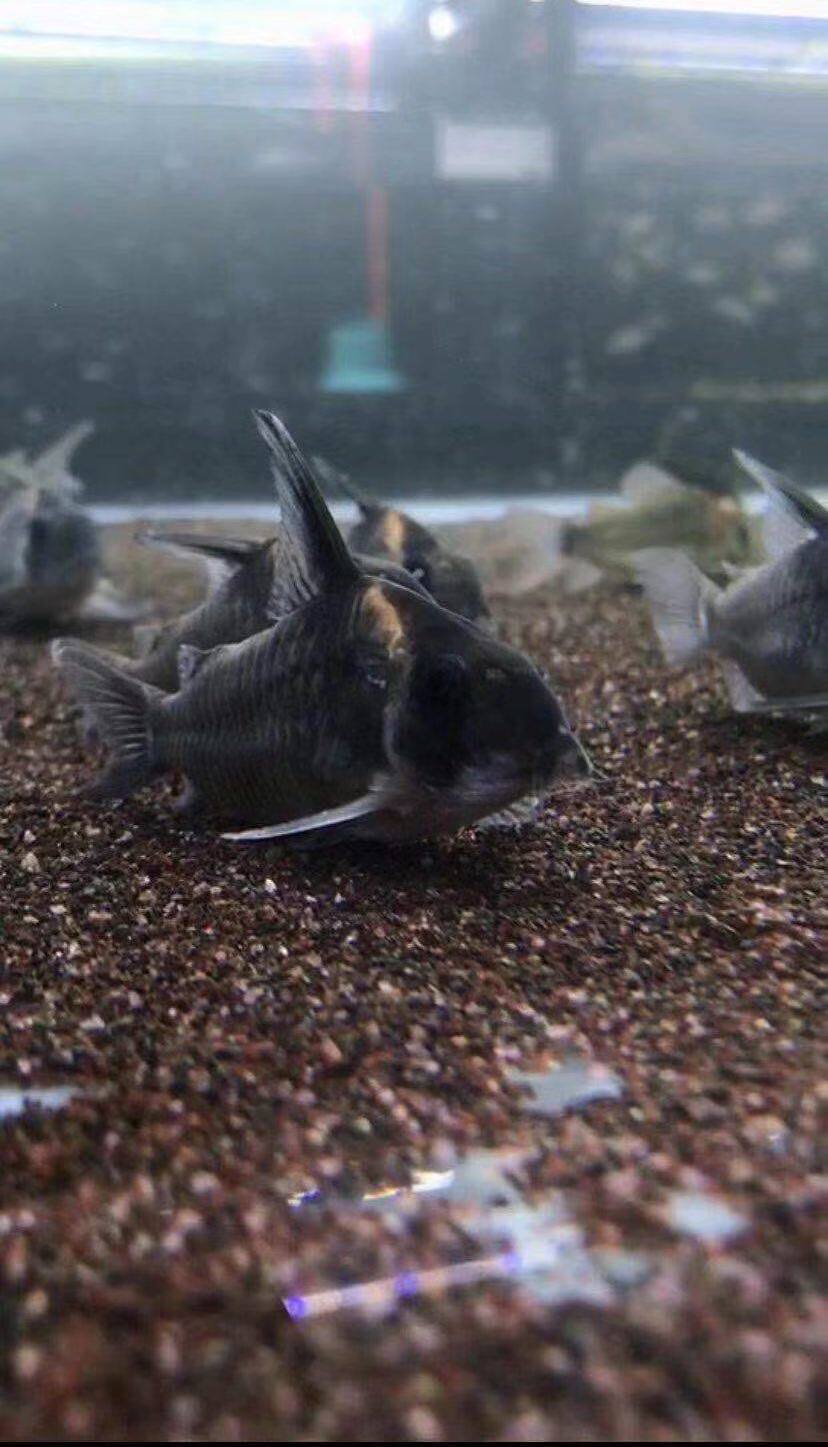 搁浅水族野生黑剑红头鼠鱼热带南美异形草缸鱼