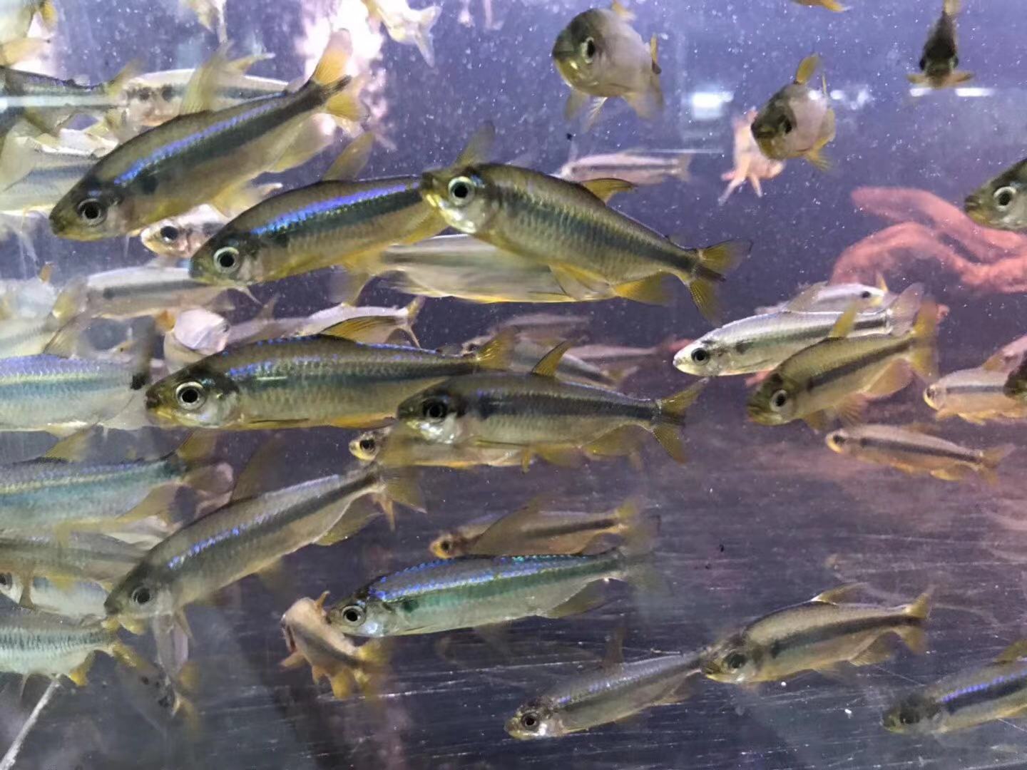 搁浅水族樱桃火焰刚果热带鱼南美草缸造景观赏鱼鱼