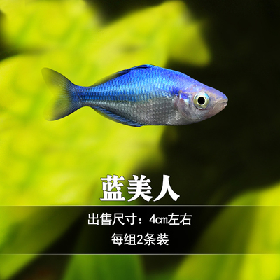 电光美人鱼石美人刚果美人蓝美人电光球热带观赏鱼闯缸热带鱼活体