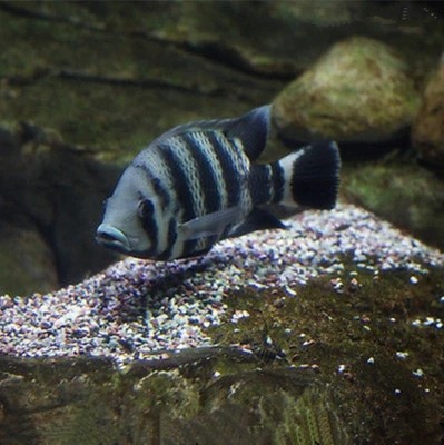 十间非洲坦鲷马鲷鱼淡水鱼热带观赏鱼鱼