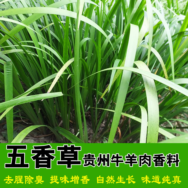 贵州香料食用香草五香大料植物新鲜赖香料姜三奈花椒