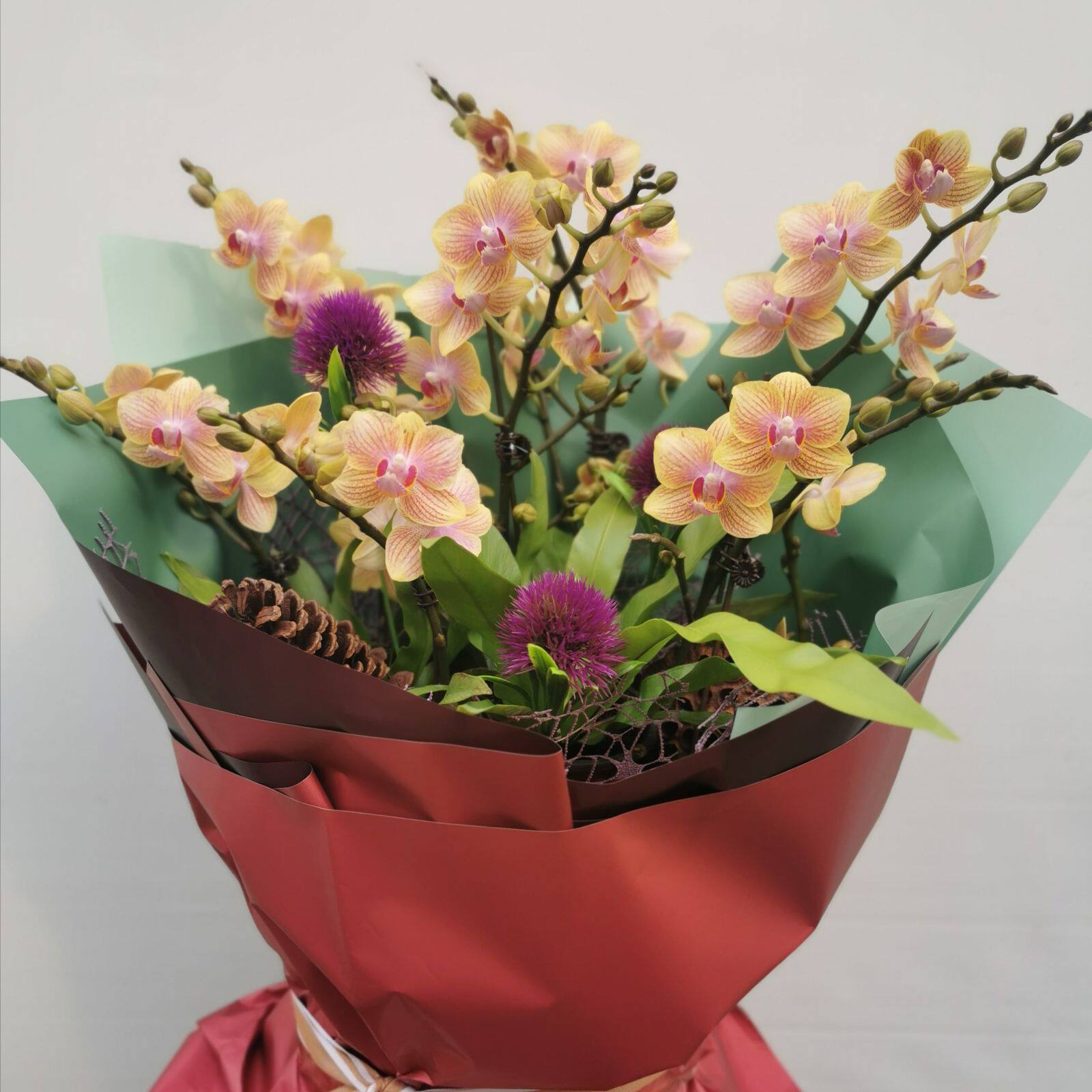 蝴蝶兰花束圣兰品花礼品办公室插花包邮花结婚礼物时令草本花卉