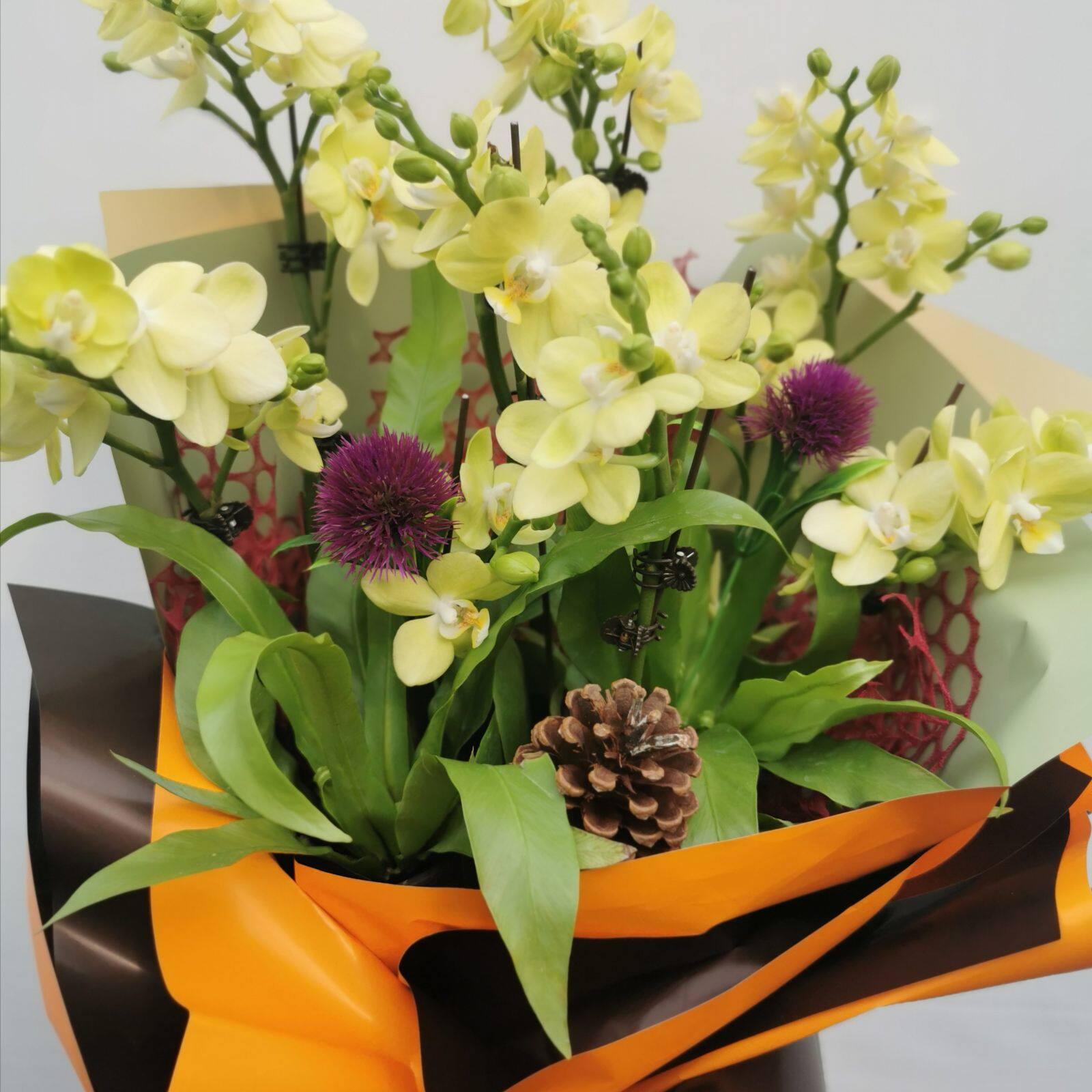 花盆包邮精品时尚蝴蝶兰手捧盆栽绿植观景植物时令草本花卉