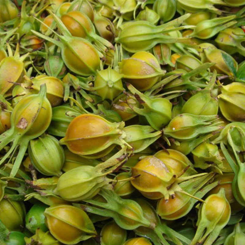 栀子整箱新鲜黄栀子鲜果现摘正宗野生山中药材果起其他药食同源食品