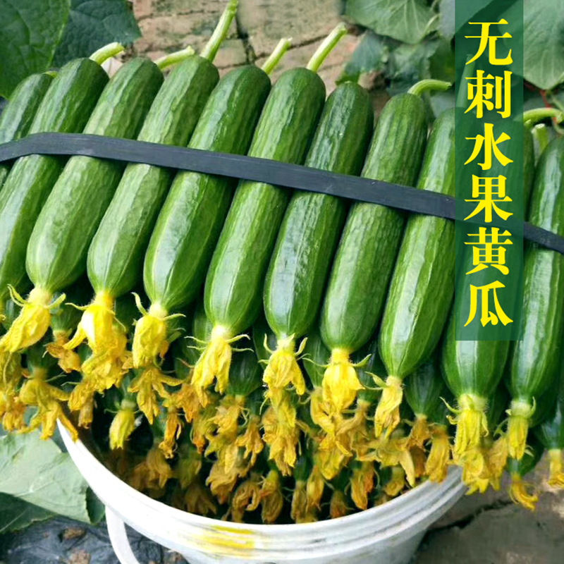 荷兰好吃抗病高抗病产量高产进口无刺光滑小黄瓜家庭园艺种子