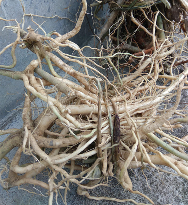 野生倒水莲黄花参观音串黄花倒水莲倒吊黄黄花倒水连500克新干货