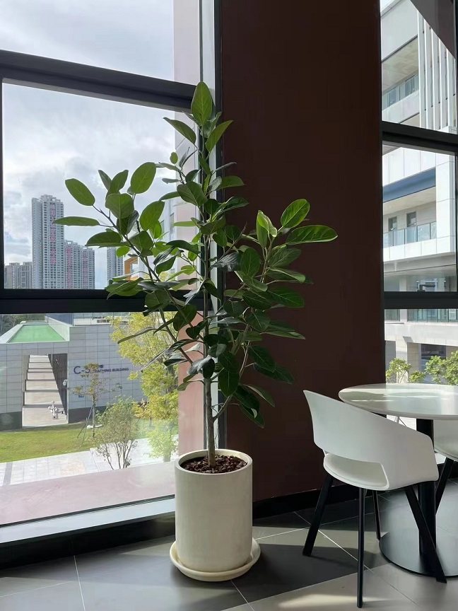 孟加拉盆栽基地直销新品网红日本富贵绿植易养大型绿植