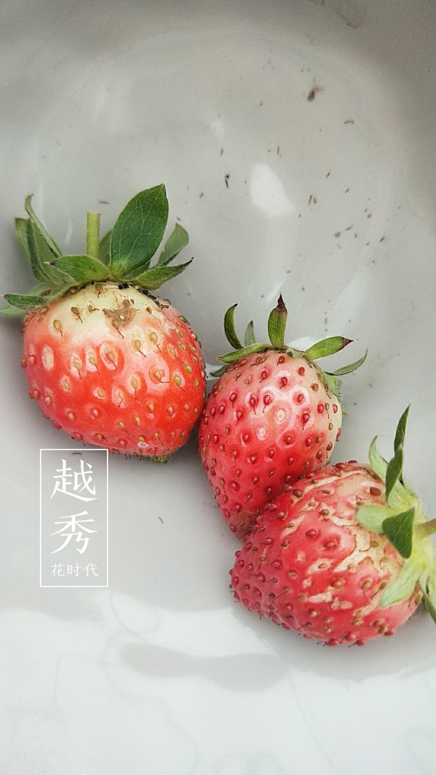 2019年新品种越秀草莓盆栽当季结果进口泥炭无菌绿植