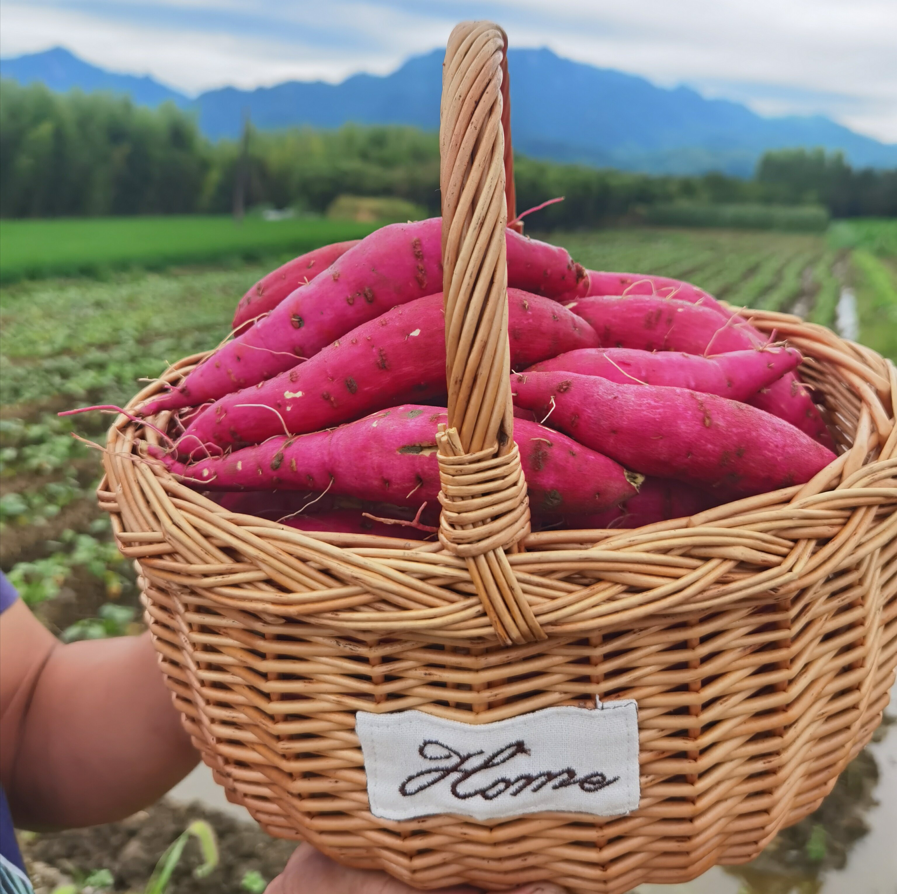 现挖新鲜临安特产天目山小香薯