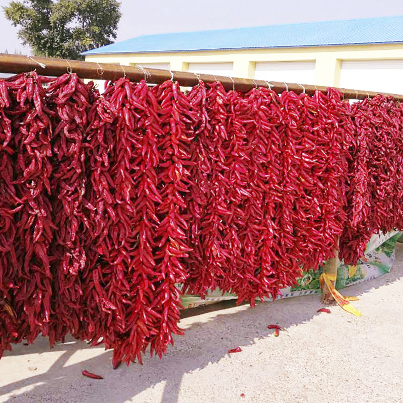 辣椒红辣椒长远超辣火锅东北挂串干红农家晒干辣椒类调料