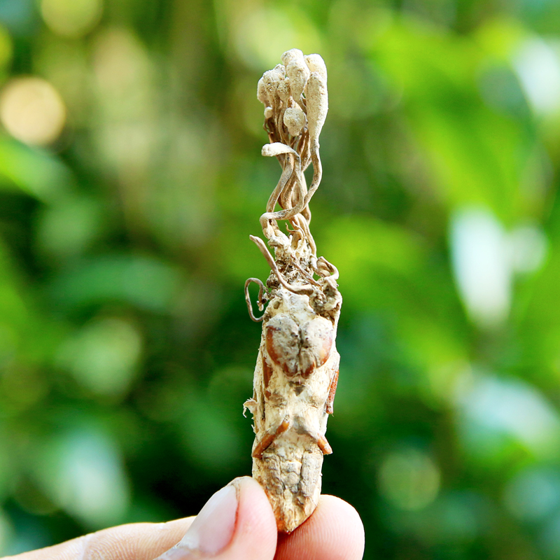 2020年新货大别山野生金蝉花虫草粉知了500克pk金蝉花