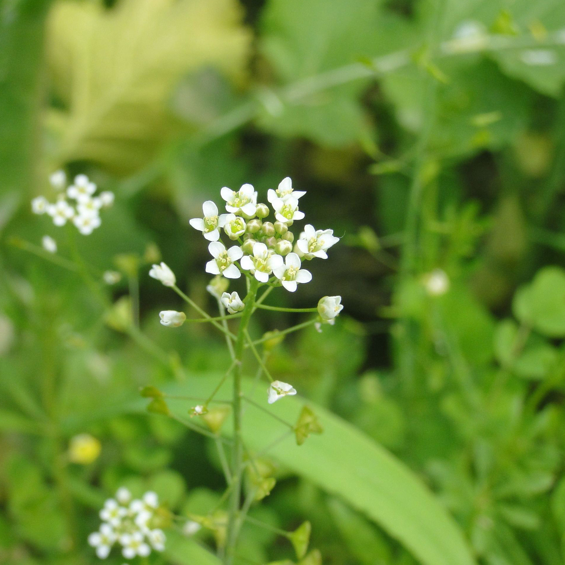 大叶野生荠菜种籽种子蒲公蒲公英英苗地菜秋冬季家庭园艺种子