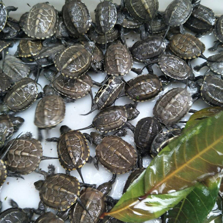 中华草龟活体情侣龟大小母草龟黑腹墨龟金线草龟苗宠物招财外塘龟