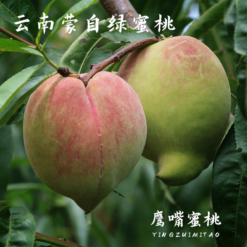 桃子云南蒙自现摘鹰嘴5斤新鲜水果绿蜜脆甜桃