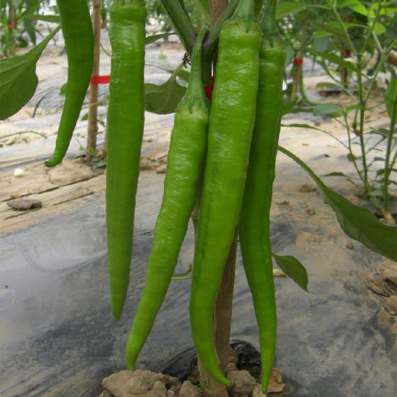 杭椒一号辣椒种子辣味高产蔬菜种籽四季春季夏秋冬播种超辣朝天椒