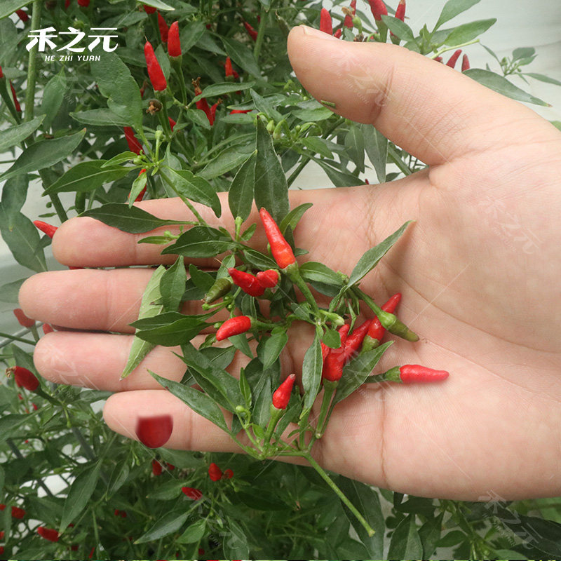 繁星四季阳台盆栽辣椒微型迷你观赏食用小辣椒家庭园艺种子