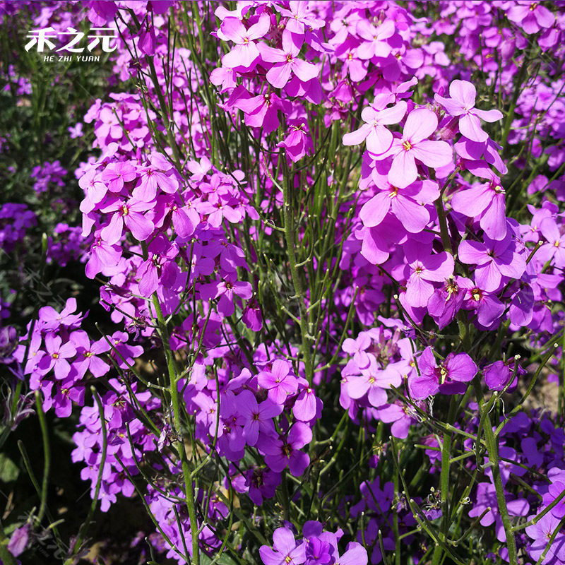 种子四季蓝香花种易活景观花海花卉欧亚香花家庭园艺种子