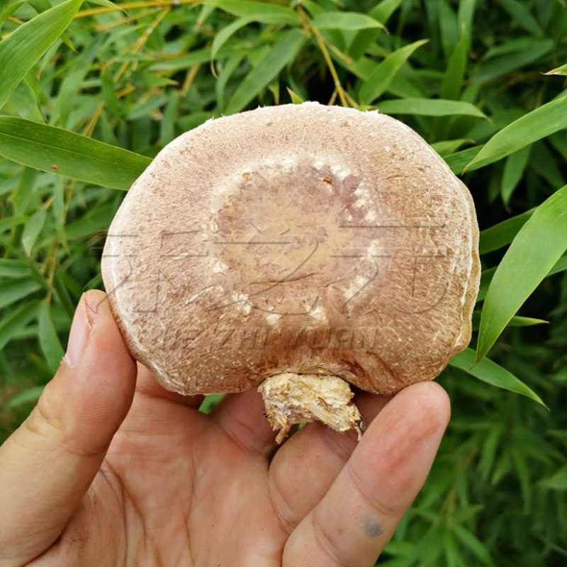 香菇菌包食用菌菌种菌包菌种蘑菇种子多肉植物阳台种植蘑菇菌包籽