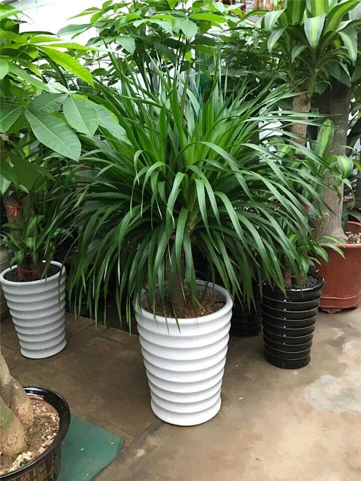 龙须树多头龙血铁树室内盆栽大型植物绿植花卉绿植