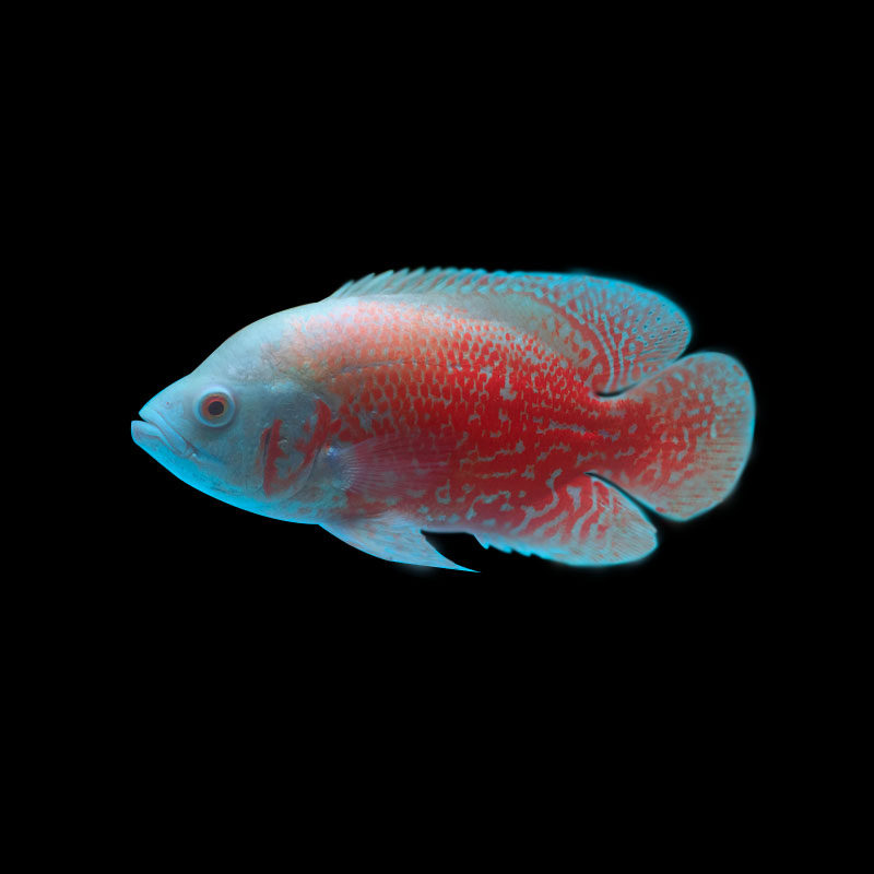 黑白白地图鱼大型热带鱼猪仔淡水观赏鱼活体凶猛鱼