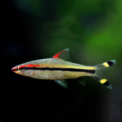 热带观赏鱼一眉道人淡水鱼草缸群游鱼好养易活水族箱宠物鱼活体