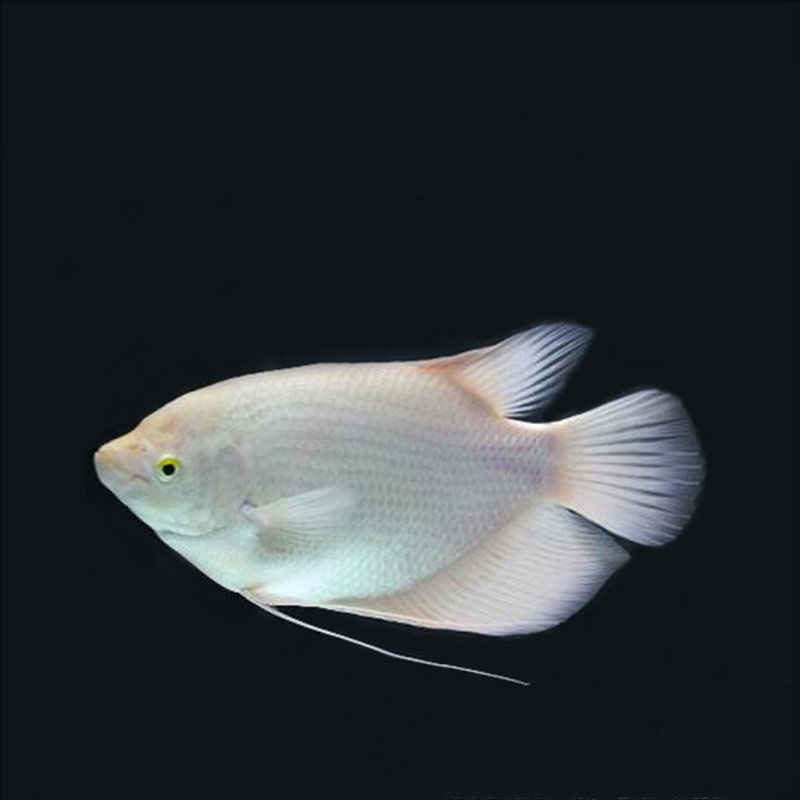 招财鱼活体黑眼招财鱼活体红眼招财鱼战船招财鱼风水鱼热带观赏鱼