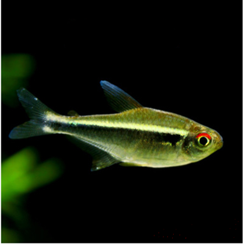黑莲灯鱼黑灯管小型观赏鱼草缸黑灯活体淡水群游黑莲灯鱼霓虹灯鱼