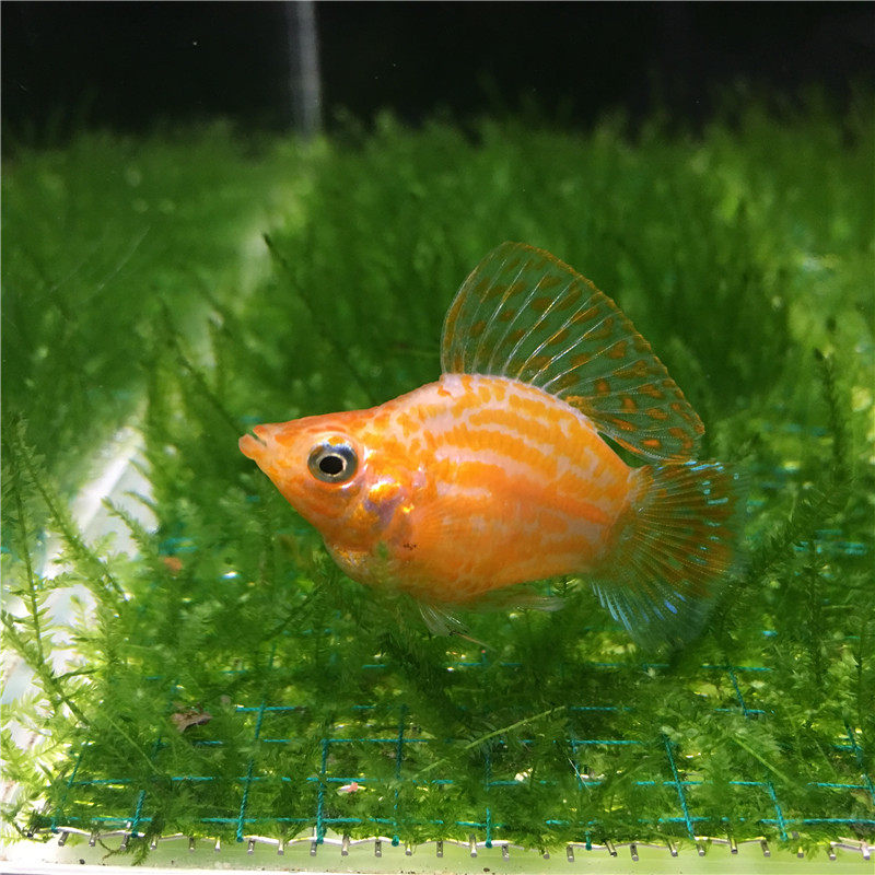 玛丽皮球鱼红箭红米奇牡丹油膜胎生热带观赏鱼鱼