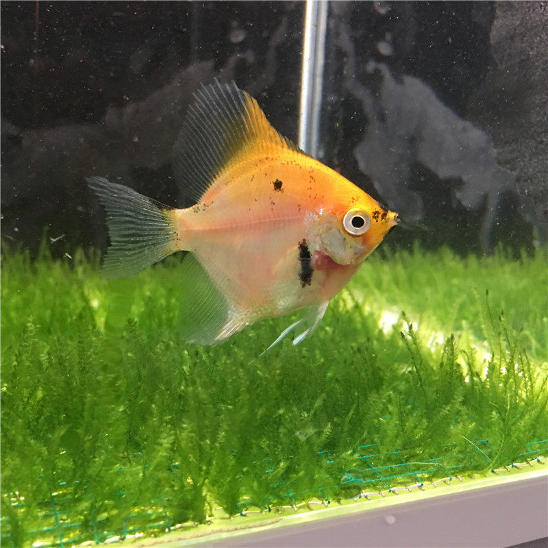 神仙红头玻璃燕鱼活体热带观赏草缸鱼黑白燕鱼