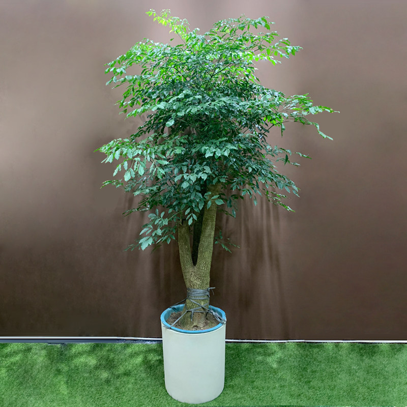 幸福树盆栽幌伞风老桩客厅落地发财树绿植大型室内大型绿植