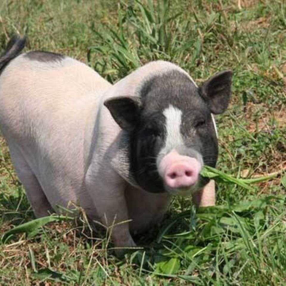 纯种巴马香猪幼崽活体育肥繁育种猪黑猪农家畜牧